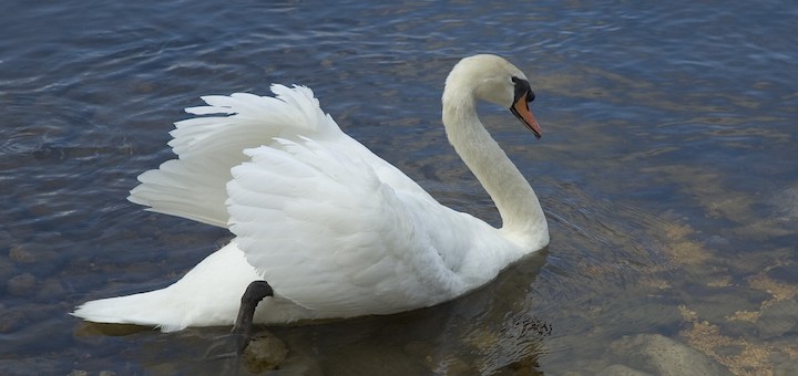 ¿Cuándo se darán cuenta los operadores que Wi-Fi no es el patito feo sino el cisne?