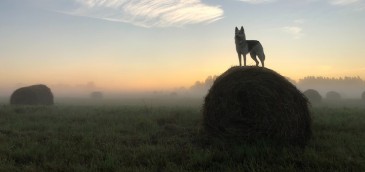 Vuelven las APIs al discurso de los operadores, ¿cómo sabemos que no es el cuento del lobo?