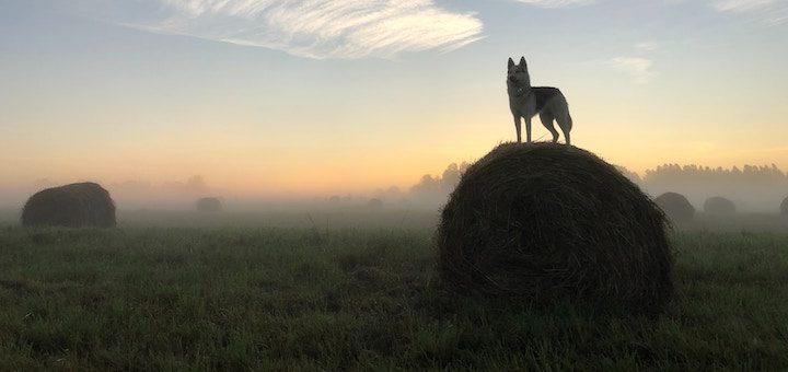 Vuelven las APIs al discurso de los operadores, ¿cómo sabemos que no es el cuento del lobo?