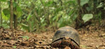 tortuga lentitud