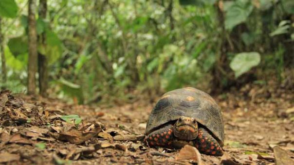 tortuga lentitud