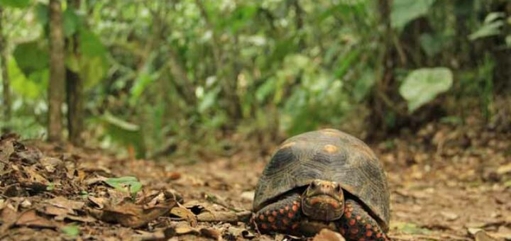tortuga lentitud
