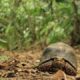 tortuga lentitud