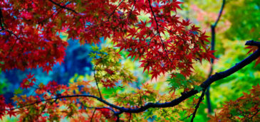 naturaleza