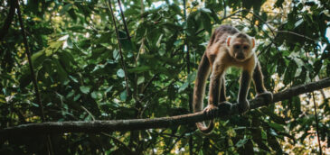 amazonia