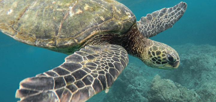Galapagos- Tortuga-Imagen-de-Jeremy-Bishop-en-Unsplash
