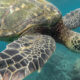 Galapagos- Tortuga-Imagen-de-Jeremy-Bishop-en-Unsplash